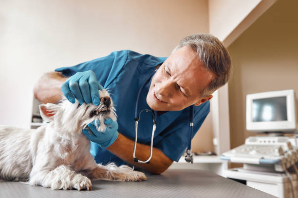Best Weekend Emergency Dentist in East Mountain, TX